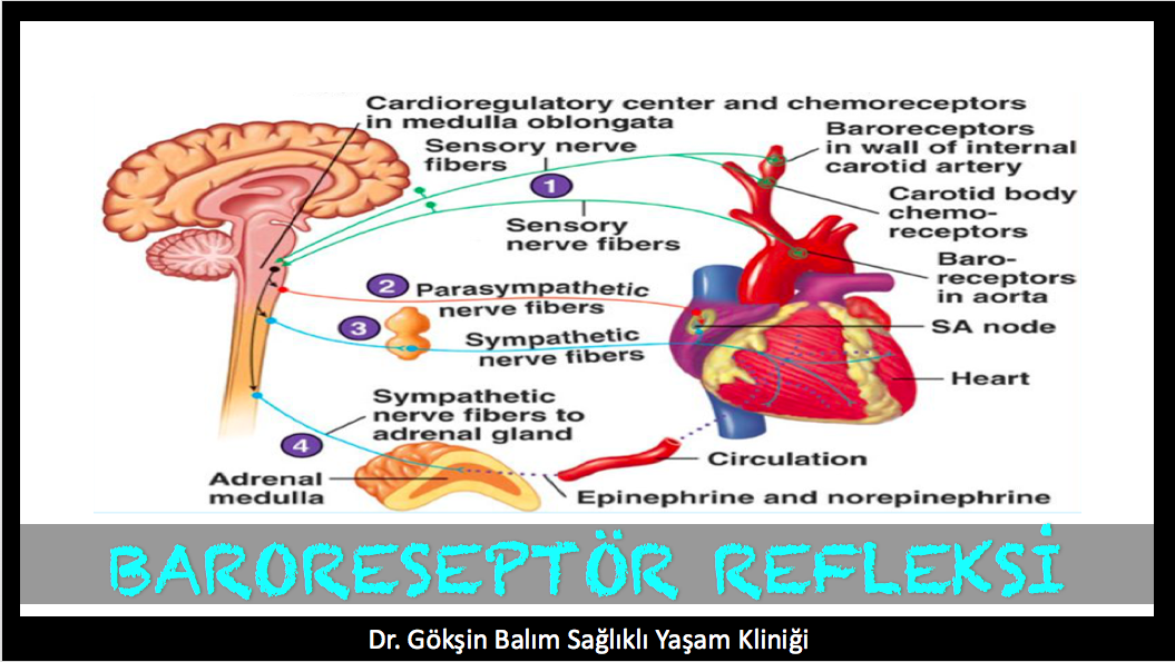 hipertansiyon biyokimyası yüksek tansiyon 1 derece terapi